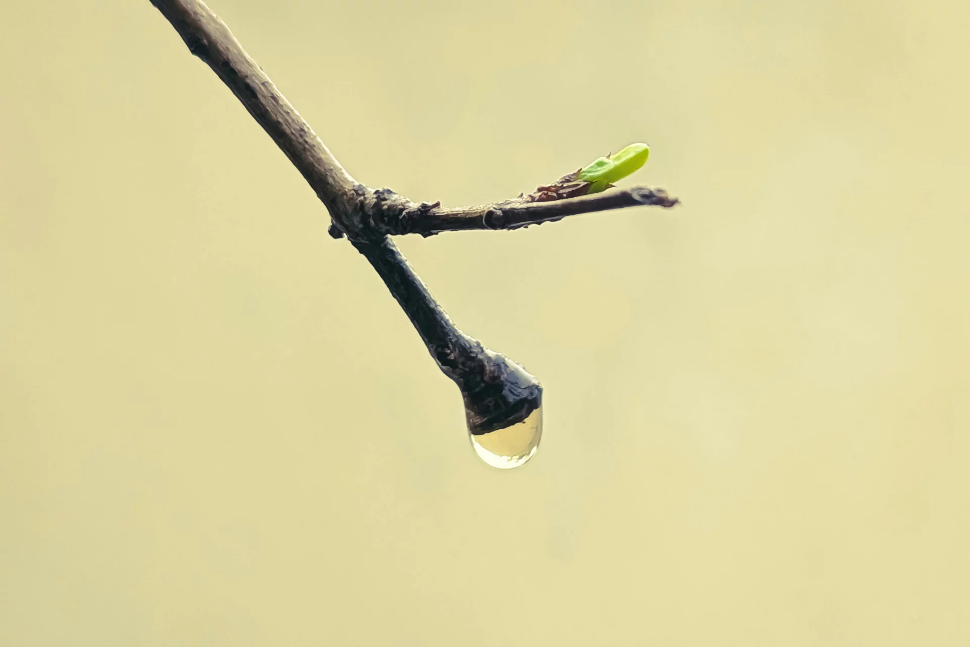 Hydration and Microcirculation: Why Dehydration Provokes Stagnation